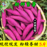 紫薯新鲜5斤现挖小紫薯，香甜软糯宝宝，薯紫色小香薯地瓜蔬菜10