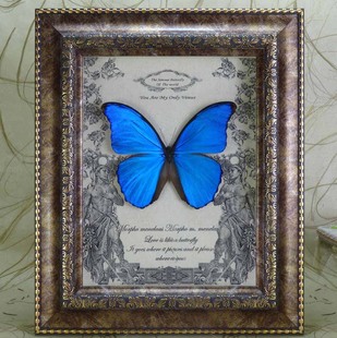 大蓝闪蝴蝶标本，欢乐女神真昆虫相框，欧式装饰画结婚情人节生日礼物