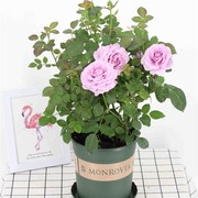 欧洲月季进口玫瑰花苗p盆栽 香水玫瑰 月季花盆栽 钻石玫瑰四季