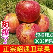 云南昭通市丑苹果现摘当季野生冰，糖心孕妇水果，新鲜10斤整箱红富士