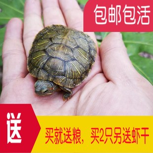 小巴西龟苗活物乌龟活体，宠物龟绿色招财龟，情侣龟长寿红耳龟