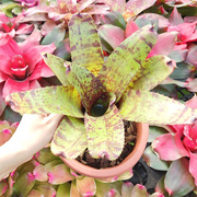 积水凤梨中大型N属斑点虎纹红条纹 雨林生态缸造景植物窗台花卉