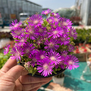 成品盆栽多肉植物枝干，番杏带花状态好阳台，庭院喜阳花卉群生小兔子