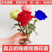 玫瑰花苗嫁接玫瑰四季开花耐寒浓香型室花卉，正宗蓝玫瑰花苗