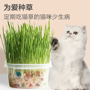 水晶猫草水培营养猫草种子猫草种植套装猫咪去毛球调理肠胃猫零食