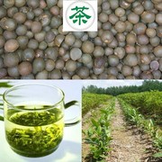 新采茶叶种子茶种籽绿茶，种子西湖龙井碧罗春铁观音毛尖茶花茶树籽