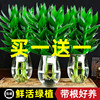 观音竹富贵竹水培植物带根花卉绿植绿萝室内盆栽转运竹带花瓶好养