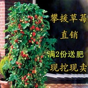 四季草莓苗攀援草莓树爬藤草莓，苗果树苗阳台盆栽水果苗四季苗子