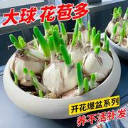 漳州水仙花种球种子超大水养球根大球室内外冬季花卉水培盆栽
