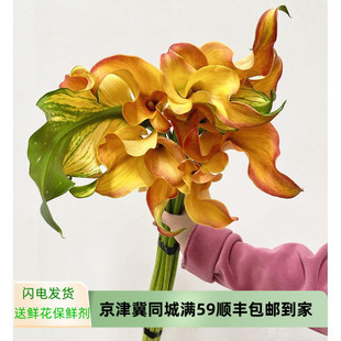 丽江马蹄莲鲜花彩色海芋海芋花，生日爱情礼物高端水培插花速递