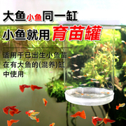 孔雀鱼繁殖盒鱼缸隔离盒，小鱼幼鱼母鱼产房鱼苗，悬浮式漂浮孵化盒罐