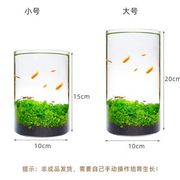 新生态瓶鱼缸玻璃微景缸免换水免打理办公桌面创意造景观鱼缸真水