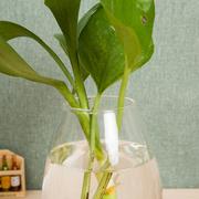 恐龙蛋花瓶摆件客厅插花透明玻璃花瓶创意客厅桌面水培容器干花瓶
