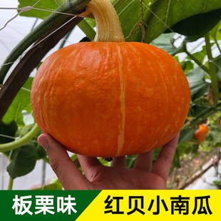 红贝贝南瓜种苗板栗高产香甜小金瓜种籽春季四季阳台农家蔬菜种苗