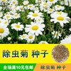 除虫菊种子 驱蚊草种子 春 种子盆栽花草夏秋四季播种阳台花卉