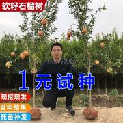 石榴树树苗突尼斯软籽庭院果树，南北方种植盆栽，地栽特大石榴果树苗