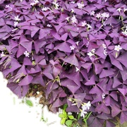 红花酢浆草种子幸运三叶草庭院花卉观花植物室内花种子紫叶醡浆草