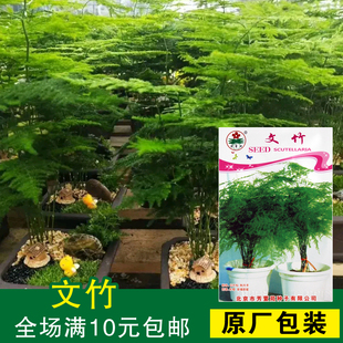 盆栽花卉水培植物，文竹种子办公室室内防辐射创意绿植盆景花卉