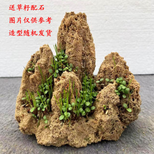 小型上水石盆景假山吸水石微景观装饰奇石摆件天然原石水锈石