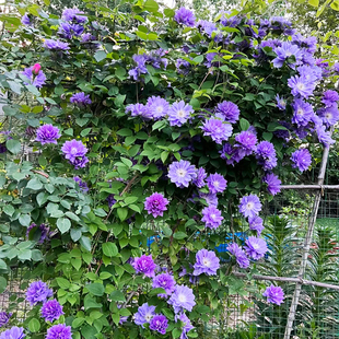 円空铁线莲花大苗爬藤花卉植物圆空大花重瓣攀援爬藤阳台庭院四季