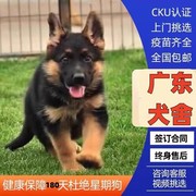 佛山犬舍纯种德牧幼犬，黑背德国牧羊犬大型狼狗活体宠物狗狗