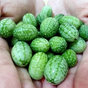 拇指西瓜种子迷你水果小西瓜，种籽大全四季春季盆栽阳台农家蔬菜孑