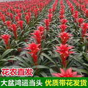 鸿运当头盆栽带花办公室花卉，小红星开花水培，红掌凤梨吸甲醛绿植