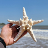 天然超大白色霸王海星大海螺贝壳白珊瑚办公家庭招财摆件地中海