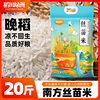 稻田绿洲丝苗米10斤长粒香米新米象牙米猫牙大米10kg煲仔饭20斤