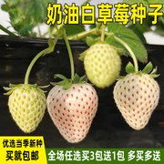 奶油白草莓种子草莓种籽子四季盆栽儿童易种庭院阳台水果蔬菜种孑