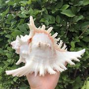 天然海螺贝壳白千手(白千手，)螺菊花螺鱼缸装饰品，水族箱造景地中海风格摆件