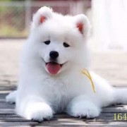 中山萨摩耶幼犬纯种萨摩耶犬活体微笑天使萨摩耶小狗雪橇犬哈士奇