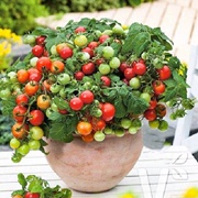 9.9元2包番茄种子四季易种盆栽可食用水果室内外阳台蔬菜种子大全
