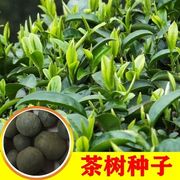 绿茶种子特早茶种子，耐寒茶叶种子茶树籽，各种茶叶种子播种种籽