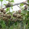 猕猴桃树苗果树果苗南北方品种植各种水果苗当年结果软枣猕猴桃苗