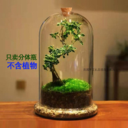 ins创意微景观分体瓶苔藓，多肉植物带气孔，塞摆件家居玻璃花瓶