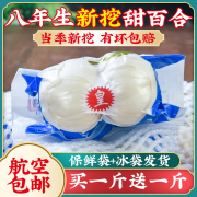 兰州新挖新鲜甜百合500g食用白合甘肃特产非干货特级生百合干