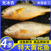 大黄鱼新鲜冷冻黄花鱼生鲜宁德小黄鱼鲜活海鲜水产商用4条装