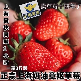 贝塔果果现新鲜水果本地章姬奶油草莓礼盒装非丹东99红颜上海