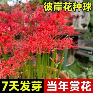 彼岸花种球曼珠沙华盆栽，红花换锦石蒜大种球，阳台花卉晚香玉鲜花