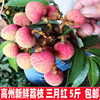 广东新鲜荔枝三月红5斤当季孕妇现摘水果非桂白糖妃子罂笑味