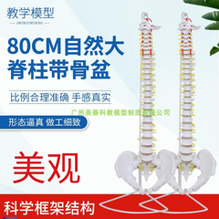 人体脊柱模型1 1成人医学正骨练习骨J骼模型颈椎腰椎脊椎骨架模