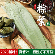 粽叶新鲜烘干粽子叶大号端午节家用模具天然包粽子的叶子