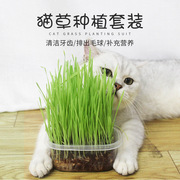 猫用品化毛草猫草种子水培营养土种植套装去除毛球猫零食拌猫粮