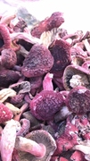 福建野生红菇正宗红蘑菇红椎菌2020特级新菇干货煲汤红菌蘑菇500g