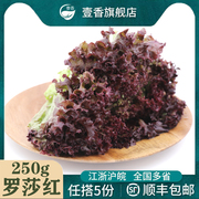 壹香红叶生菜250g紫叶，生菜罗莎红新鲜蔬菜沙拉，食材轻食色拉菜