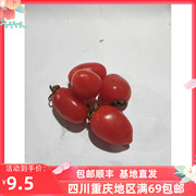 红圣女果小番茄 新鲜沙拉水果Red Saint Fruit500g