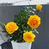 苏格兰黄油玫瑰花盆栽切花月季花苗，阳台庭院金黄色，大花玫瑰四季开