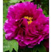 紫红牡丹洛阳红以洛阳命名的品种 花园庭院盆栽地栽 耐寒