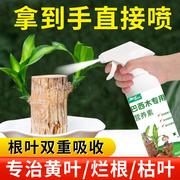 巴西木营养液专业型养花肥料幸运木水培水养植物肥料家用盆栽通用